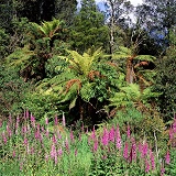 Foxgloves and tree ferns