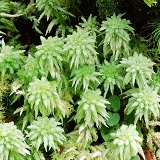 Sphagnum