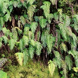 New Zealand ferns