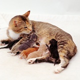 Mother cat with suckling kittens
