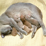 Mother cat sleeping with suckling kittens