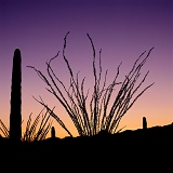 Saguaros and Ocotillos at sunrise