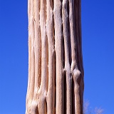 Dead Saguaro trunk