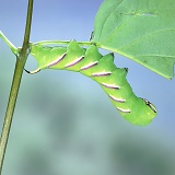 Privet Hawk Moth caterpillar