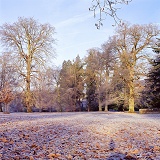 Albury Park winter scene with frost