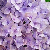 Lilac hydrangea flowers