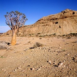 Namib Desert with Quiver Tree