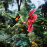 Ruby Topaz Hummingbird male