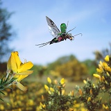 Tiger beetle flying from gorse