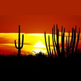 Organ Pipe and Saguaro cacti at sunset