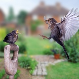 Blackbird feeding chick in garden