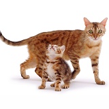 Bengal mother cat and kitten