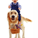 Baby riding retriever with toys in a basket