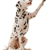 Dalmatian bitch with paw up