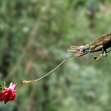Jackson's Chameleon using a its tongue to take a fly