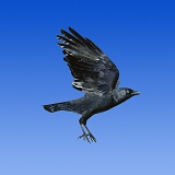 Jackdaw in flight