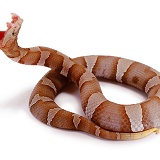 Copperhead snake striking