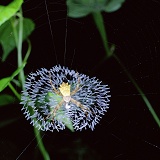 Orb-web Spider showing stabilmentum
