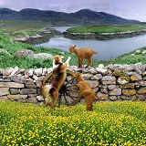 Farm animals playing by stone wall