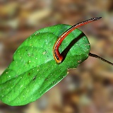 Tiger Leech on a leaf