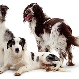 Collie, Spaniel and cross-breed offspring