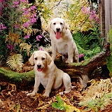 Labrador pups in woodland scene
