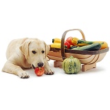 Labrador with basket of fruit