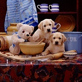 Labrador pups and teddy on table