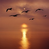 Seagulls silhouette at sunrise