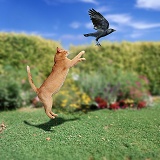 Ginger cat leaping at Jackdaw
