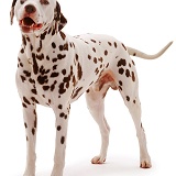 Dalmatian dog