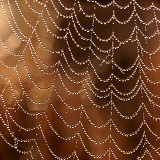 Dew-covered spider's web