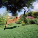 Ginger cat leaping at Wood Pigeon