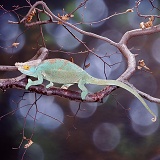 Parson's Chameleon