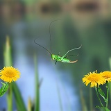 Short-winged Conehead leaping