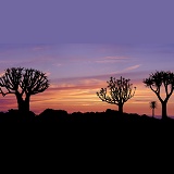 Quiver Trees at sunset