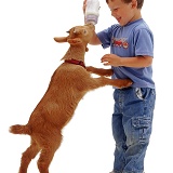 Boy feeding a goat kid