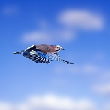 Jay in flight