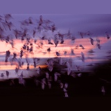 White Ibis flock at dusk