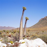 Elephant's Trunk or Halfmens desert plant