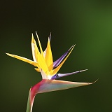 Bird of paradise flower