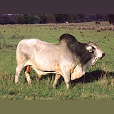 Zebu bull