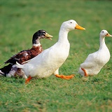 Domestic ducks