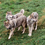 Trio of Wolves