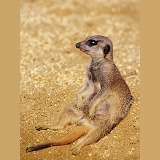 Slender-tailed Meerkat