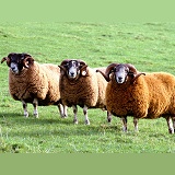 Islay sheep