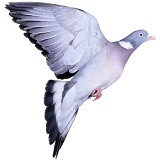 Wood Pigeon taking off