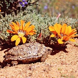 Padloper tortoise