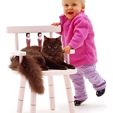 Little girl and chocolate cat on pink chair