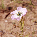 Sundew flower